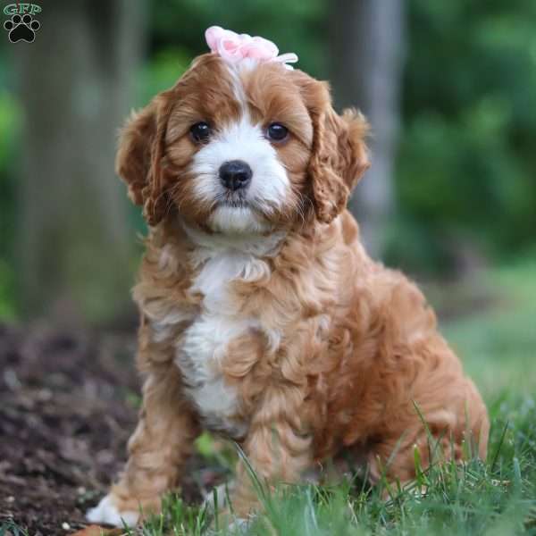 Lexi, Cavapoo Puppy